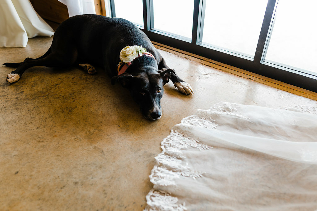 Dog in wedding party